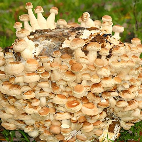 Pilzzuchtset Shiitake interface.art Bild 1 Pilzzuchtset Shiitake interface.image 1 interface.art 96882