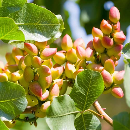 Pistazie Pontekes, С2 interface.image 1 interface.art 6942