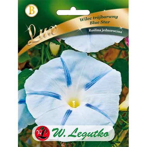 Prunkwinde Blue Star Legutko interface.art Bild 1 Prunkwinde Blue Star Legutko interface.image 1 interface.art 86759