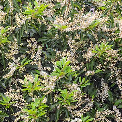 Prunus lusitanica Angustifolia, С2 interface.art Bild 1 Prunus lusitanica Angustifolia, С2 interface.image 1 interface.art 7798