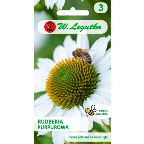 Purpurroter Sonnenhut (Echinacea) weiß Legutko interface.art Bild 1 Purpurroter Sonnenhut (Echinacea) weiß Legutko interface.image 1 interface.art 96761