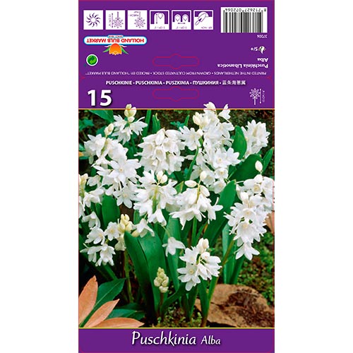 Puschkinie Alba interface.image 1 interface.art 67444