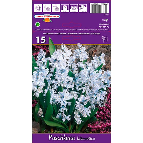 Puschkinie Libanotica interface.image 1 interface.art 67677