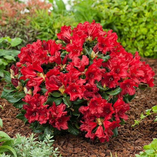 Rhododendron Doloroso, C2 interface.image 1 interface.art 1578