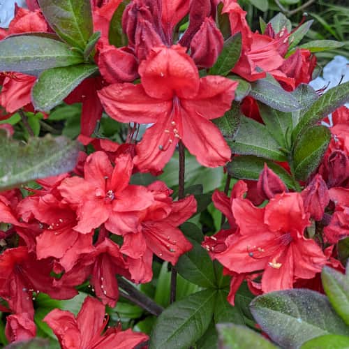 Rhododendron Nabucco, С2 interface.art Bild 1 Rhododendron Nabucco, С2 interface.image 1 interface.art 8264