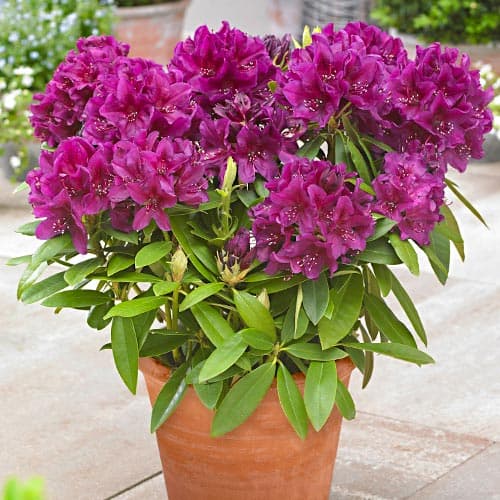 Rhododendron Polarnacht, P9 interface.art Bild 1 Rhododendron Polarnacht, P9 interface.image 1 interface.art 9157