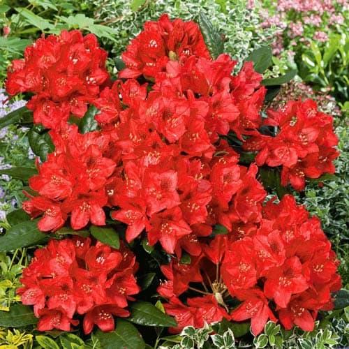Rhododendron Red Jack, P9 interface.art Bild 1 Rhododendron Red Jack, P9 interface.image 1 interface.art 9087