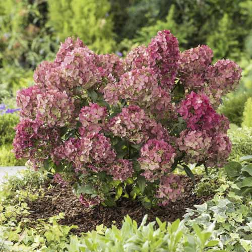 Rispenhortensie Great star ®, С4,5 interface.art Bild 1 Rispenhortensie Great star ®, С4,5 interface.image 1 interface.art 7720