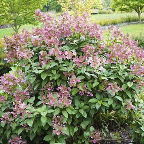 Rispenhortensie Magical Flame PBR, C3 interface.image 1 interface.art 8547