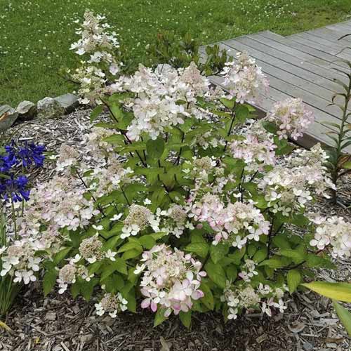 Rispenhortensie Pastelgreen ®, С4,5 interface.image 1 interface.art 7721