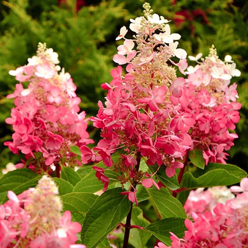 Rispenhortensie Red Star interface.image 1 interface.art 5647