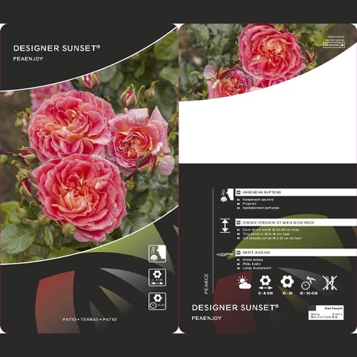 Beetrose Designer Sunset®, C3 interface.image 2 interface.art 4984