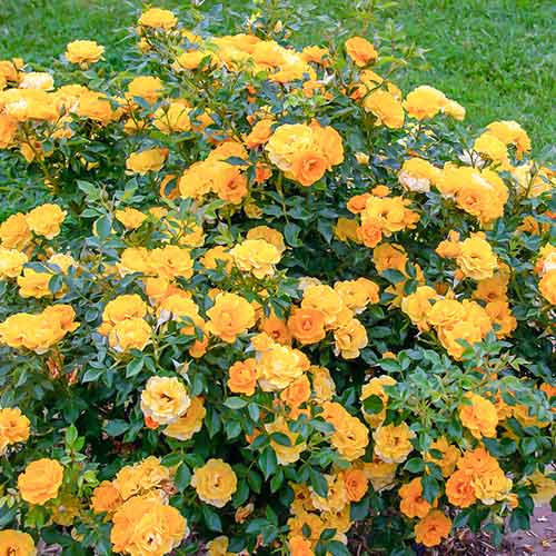 Rose Lucciola® interface.image 1 interface.art 5554