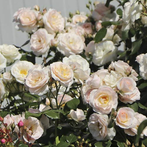 Rose mini Lady Meillandina interface.art Bild 1 Rose mini Lady Meillandina interface.image 1 interface.art 6260