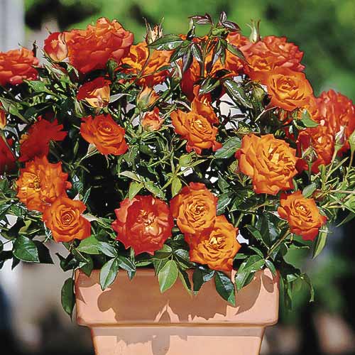 Rose mini Orange Jewel interface.image 1 interface.art 6261