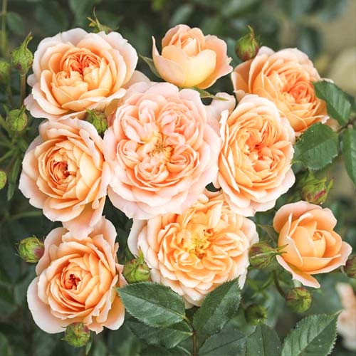 Rose mini Sweet Dream interface.image 1 interface.art 6262