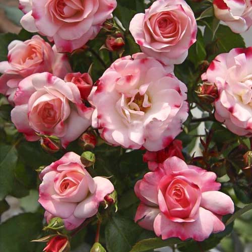 Rose mini Triple Treat interface.art Bild 1 Rose mini Triple Treat interface.image 1 interface.art 6265