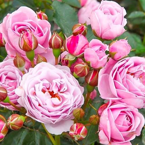 Rose Nautica interface.image 1 interface.art 5705