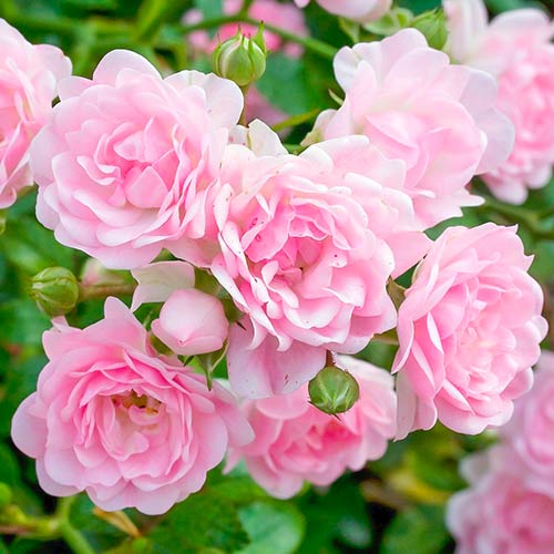 Rose The Fairy interface.image 1 interface.art 5010