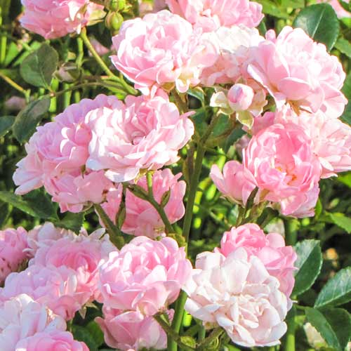 Rose Virgo Fairy interface.image 1 interface.art 5011