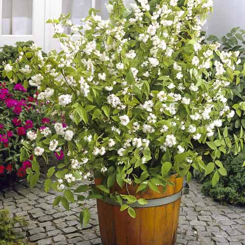 Rosendeutzie Pride of Rochester, С2 interface.art Bild 1 Rosendeutzie Pride of Rochester, С2 interface.image 1 interface.art 8215