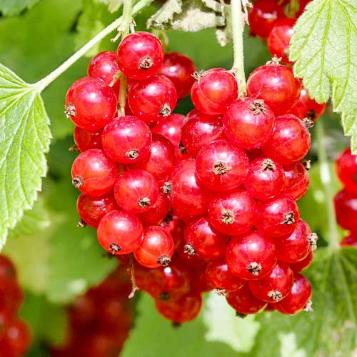 Rote Johannisbeere Rosetta interface.image 1 interface.art 7604