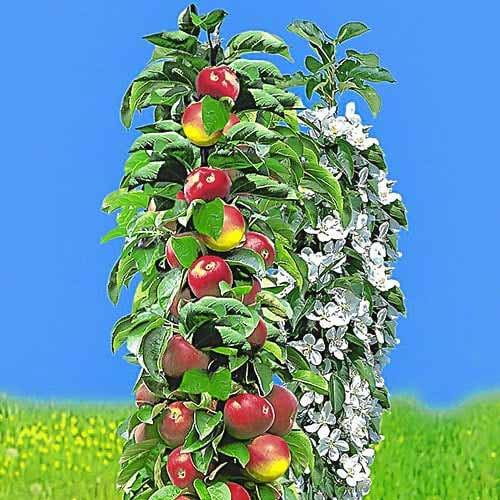 Säulenapfel früh, С2 interface.image 1 interface.art 1932