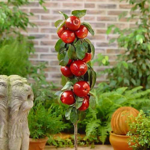 Säulenapfel Red River, С2 interface.image 1 interface.art 1951