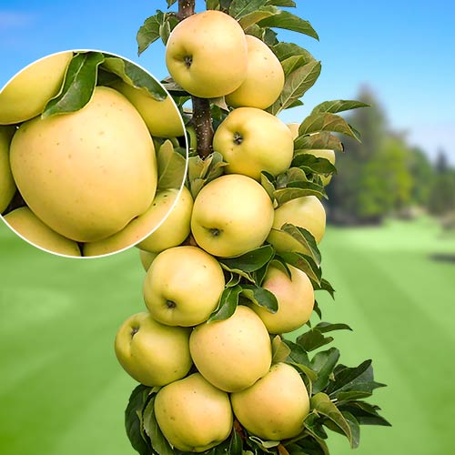 Säulenapfel StarGold®, C2 interface.image 1 interface.art 1643