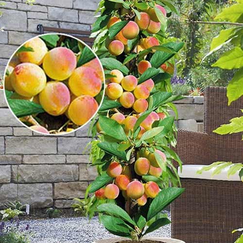 Säulenaprikose Prince Mart, С2 interface.art Bild 1 Säulenaprikose Prince Mart, С2 interface.image 1 interface.art 1901