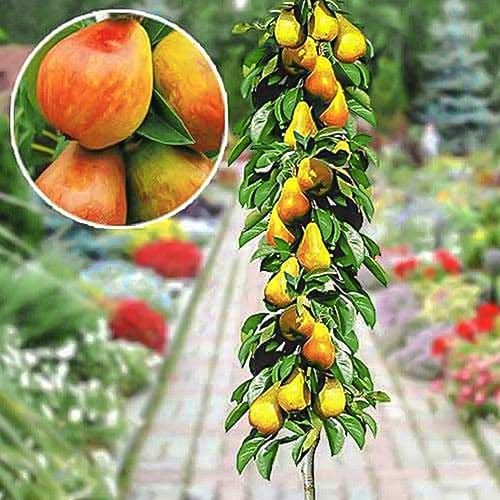 Säulenbirne früh interface.image 1 interface.art 1904