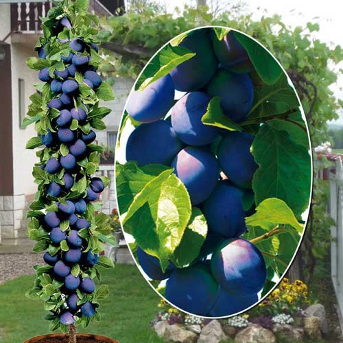 Säulenpflaume Fuca, С2 interface.image 1 interface.art 1945