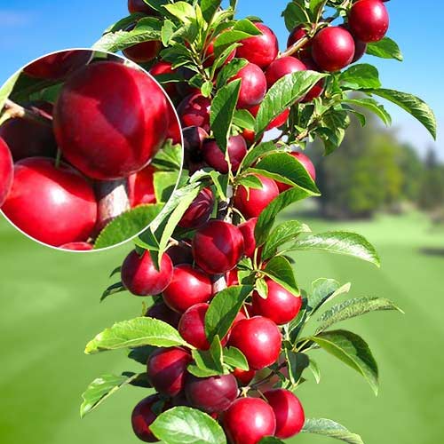 Säulenpflaume Rubin, С2 interface.image 1 interface.art 1919