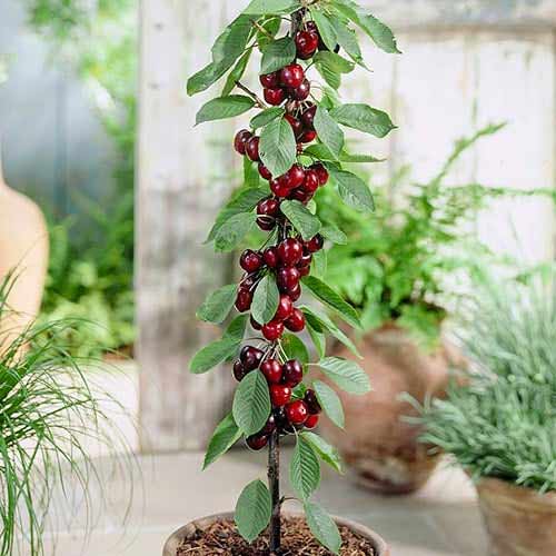 Säulensüßkirsche Black interface.image 1 interface.art 1946