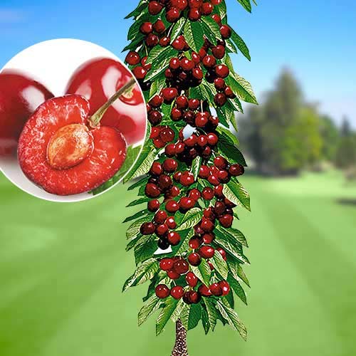 Säulensüßkirsche Queen Mary, С2 interface.art Bild 1 Säulensüßkirsche Queen Mary, С2 interface.image 1 interface.art 1921