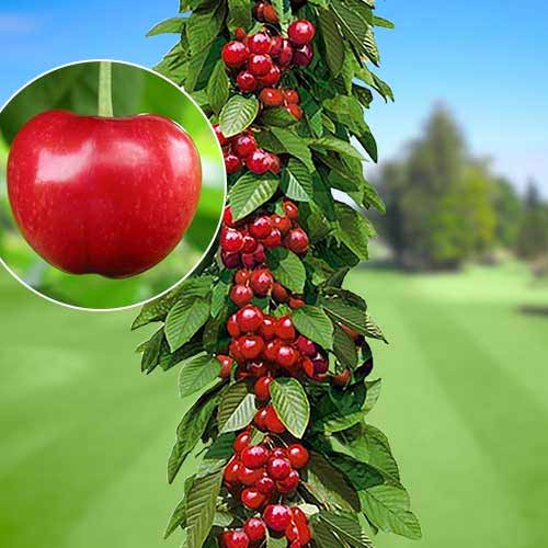 Säulensüßkirsche Silva interface.image 1 interface.art 1924