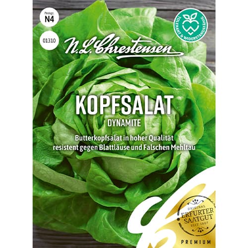 Kopfsalat Dynamite interface.art Bild 1 Kopfsalat Dynamite interface.image 1 interface.art 86053