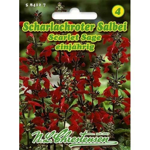 Salbei Scarlet Sage interface.art Bild 1 Salbei Scarlet Sage interface.image 1 interface.art 96446