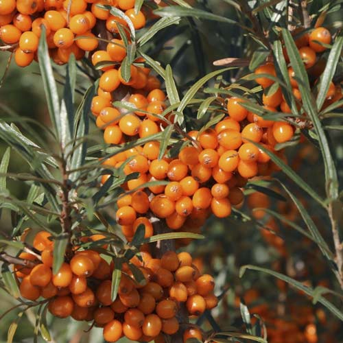 Sanddorn Eva, С2 interface.art Bild 1 Sanddorn Eva, С2 interface.image 1 interface.art 8205