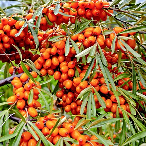 Sanddorn Friesdorfer Orange, P9 interface.image 1 interface.art 5856