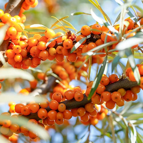 Sanddorn Nivelana, P9 interface.art Bild 1 Sanddorn Nivelana, P9 interface.image 1 interface.art 5857