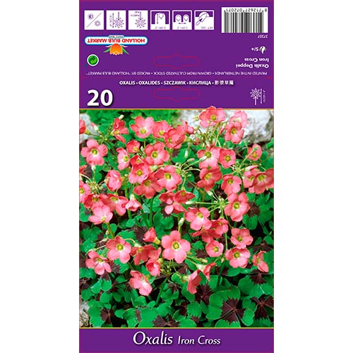 Sauerklee (Oxalis) Iron Cross interface.image 1 interface.art 67671