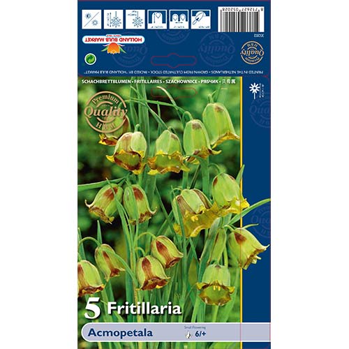 Schachbrettblume (Fritillaria) Acmopetala interface.image 1 interface.art 70243