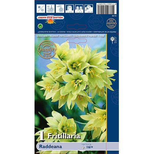 Schachbrettblume (Fritillaria) Raddeana interface.image 1 interface.art 70244