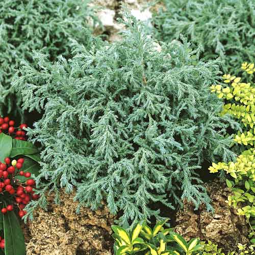 Scheinzypresse Baby Blue , C2 interface.image 1 interface.art 7733