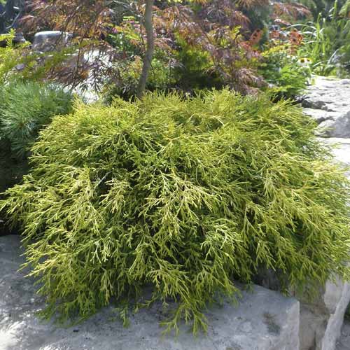 Scheinzypresse Sungold, C2 interface.image 1 interface.art 7761