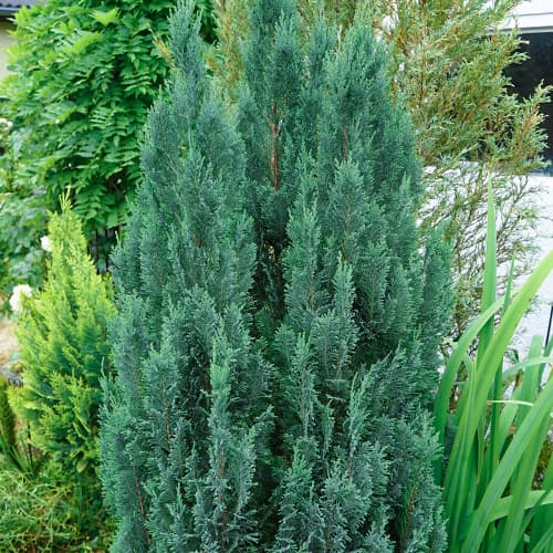 Scheinzypresse Van Pelts Blue interface.image 1 interface.art 9692