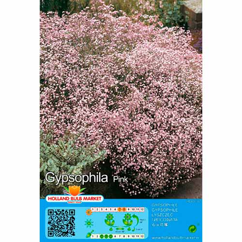 Schleierkraut Pink interface.art Bild 1 Schleierkraut Pink interface.image 1 interface.art 76453