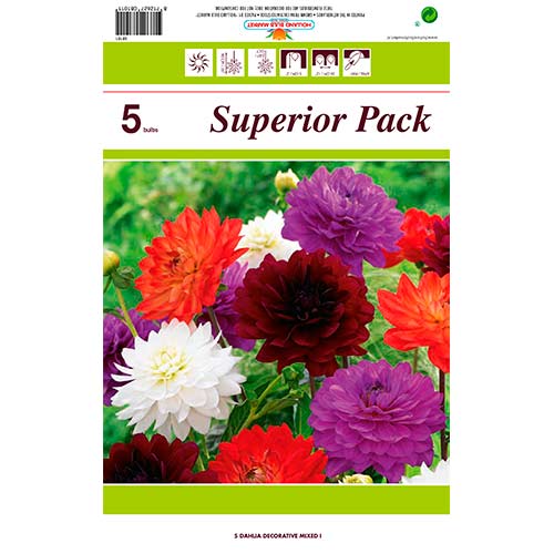 Schmuck-Dahlien, Farbmischung interface.image 1 interface.art 76415