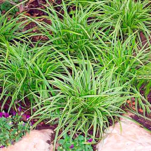 Segge (Carex) Ice Dance interface.image 1 interface.art 5590